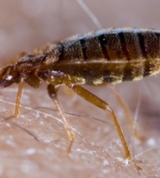 bed-bug-picture-300x225